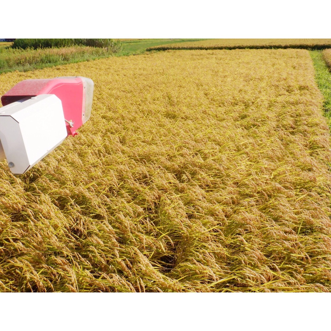 無農薬　有機肥料米　令和５年新米三重県産コシヒカリ　白米１０キロ　精米　送料込②食品