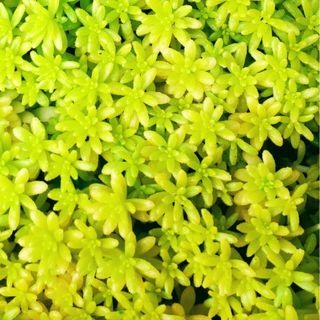 多肉植物　ゴールデンカーペット　黄金細葉万年草　３０本(その他)