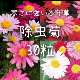 あかね様専用【除虫菊のタネ】30粒 種子 種 虫除け菊  花(その他)