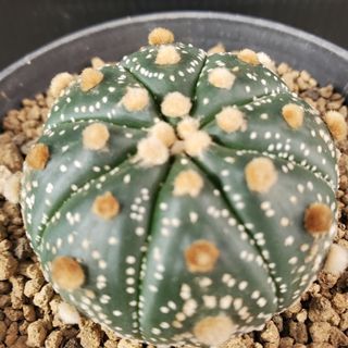 サボテン🌵兜丸(プランター)