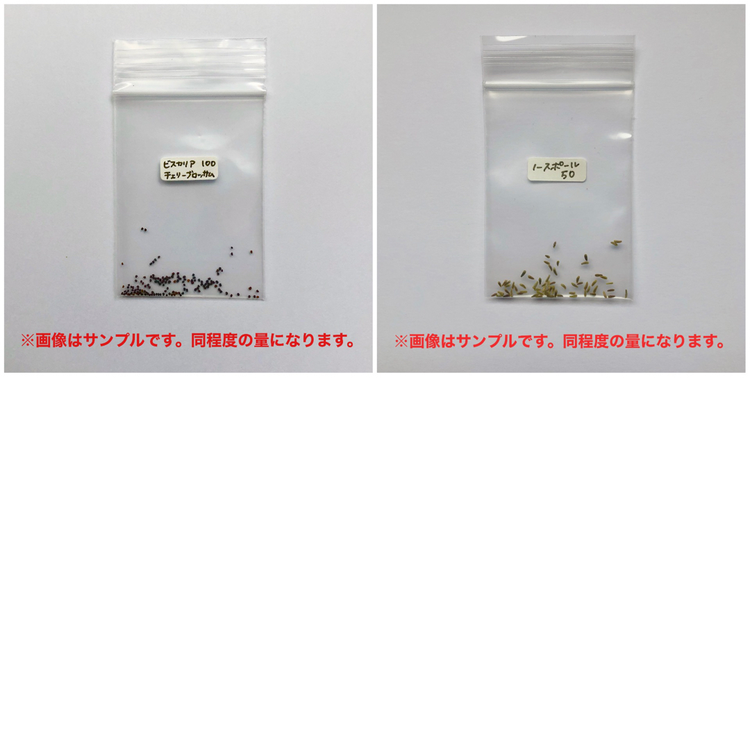 春に咲く秋蒔きの花の種  売り切りSALE② ハンドメイドのフラワー/ガーデン(その他)の商品写真