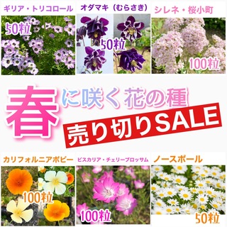 春に咲く秋蒔きの花の種  売り切りSALE②(その他)