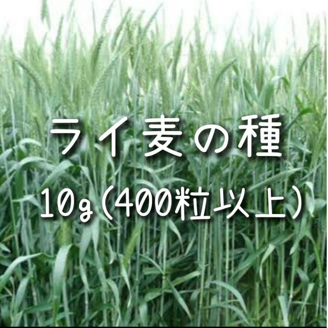 【ライ麦のタネ】10g 種子 種 ライムギ 種子 種 緑肥 その他のその他(その他)の商品写真