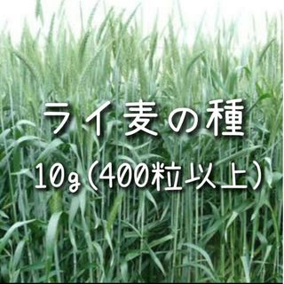 【ライ麦のタネ】10g 種子 種 ライムギ 種子 種 緑肥(その他)