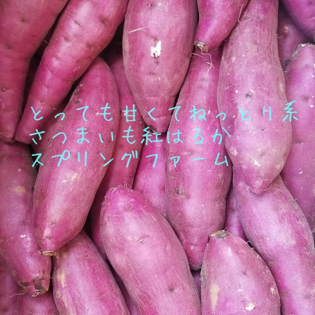 サツマイモ 紅はるか家庭用Sサイズ茨城産15㌔+土付減農薬栽培安納芋以上の甘さ
