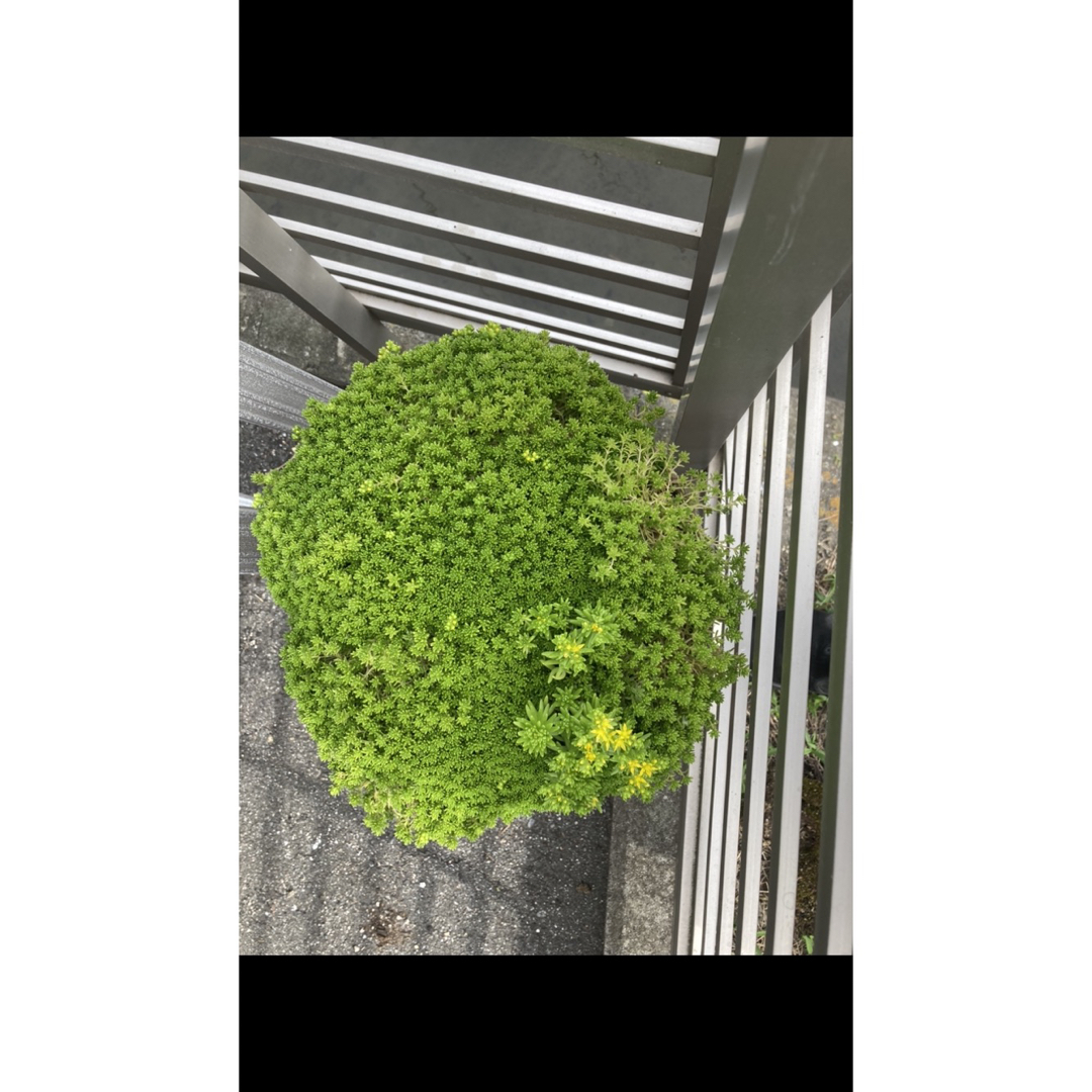 森村マンネングサ　セダム　50g グランドカバー　多肉植物 ハンドメイドのフラワー/ガーデン(その他)の商品写真