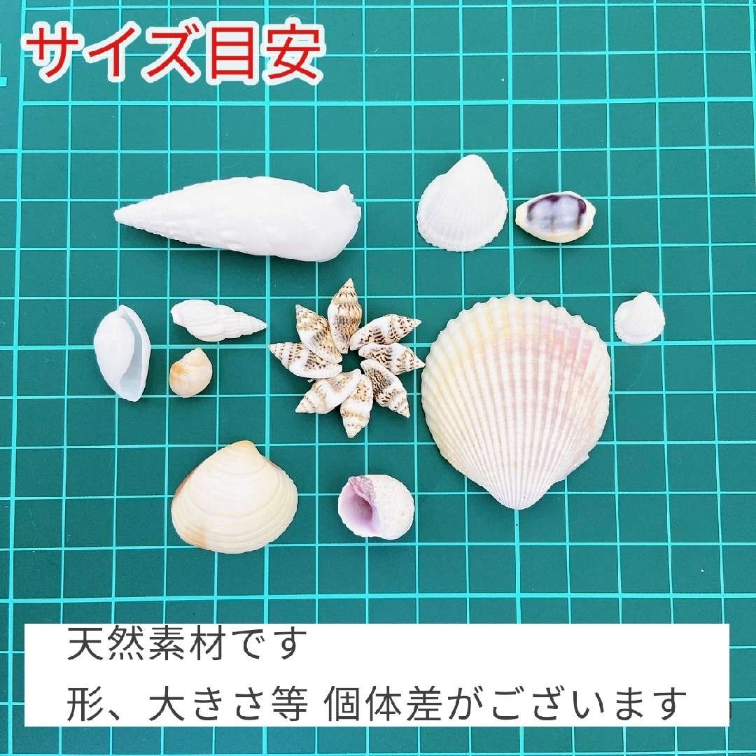 貝殻　貝殻アソート　天然素材　ハンドメイド　海　シェル　デコパーツ　結婚式　装飾 ハンドメイドの素材/材料(各種パーツ)の商品写真