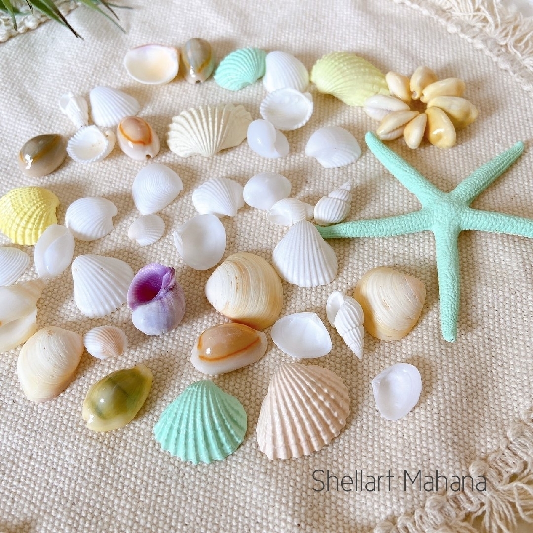 貝殻セット　シェルパーツ　天然素材　工作　ハンドメイド　海　装飾　結婚式 ハンドメイドの素材/材料(各種パーツ)の商品写真