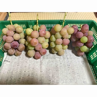 【山梨県勝沼産】B級品クインニーナ約2キロ(フルーツ)