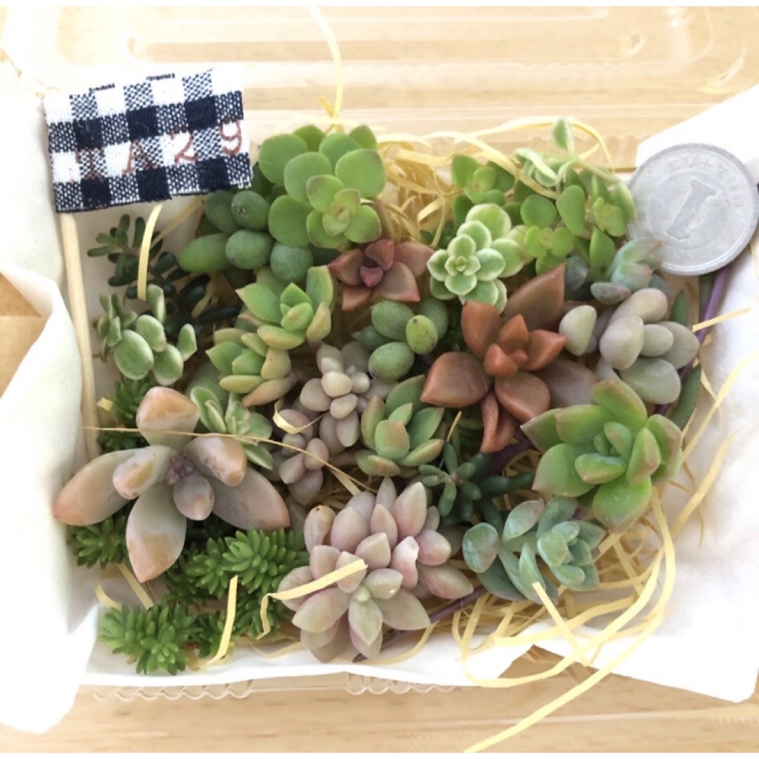 【つぶつぶ多肉♡寄せ植えパック】同等品で作ります＾＾ ハンドメイドのフラワー/ガーデン(その他)の商品写真