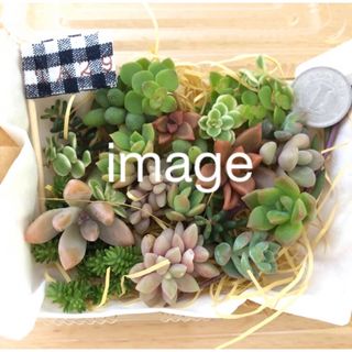 【つぶつぶ多肉♡寄せ植えパック】同等品で作ります＾＾(その他)