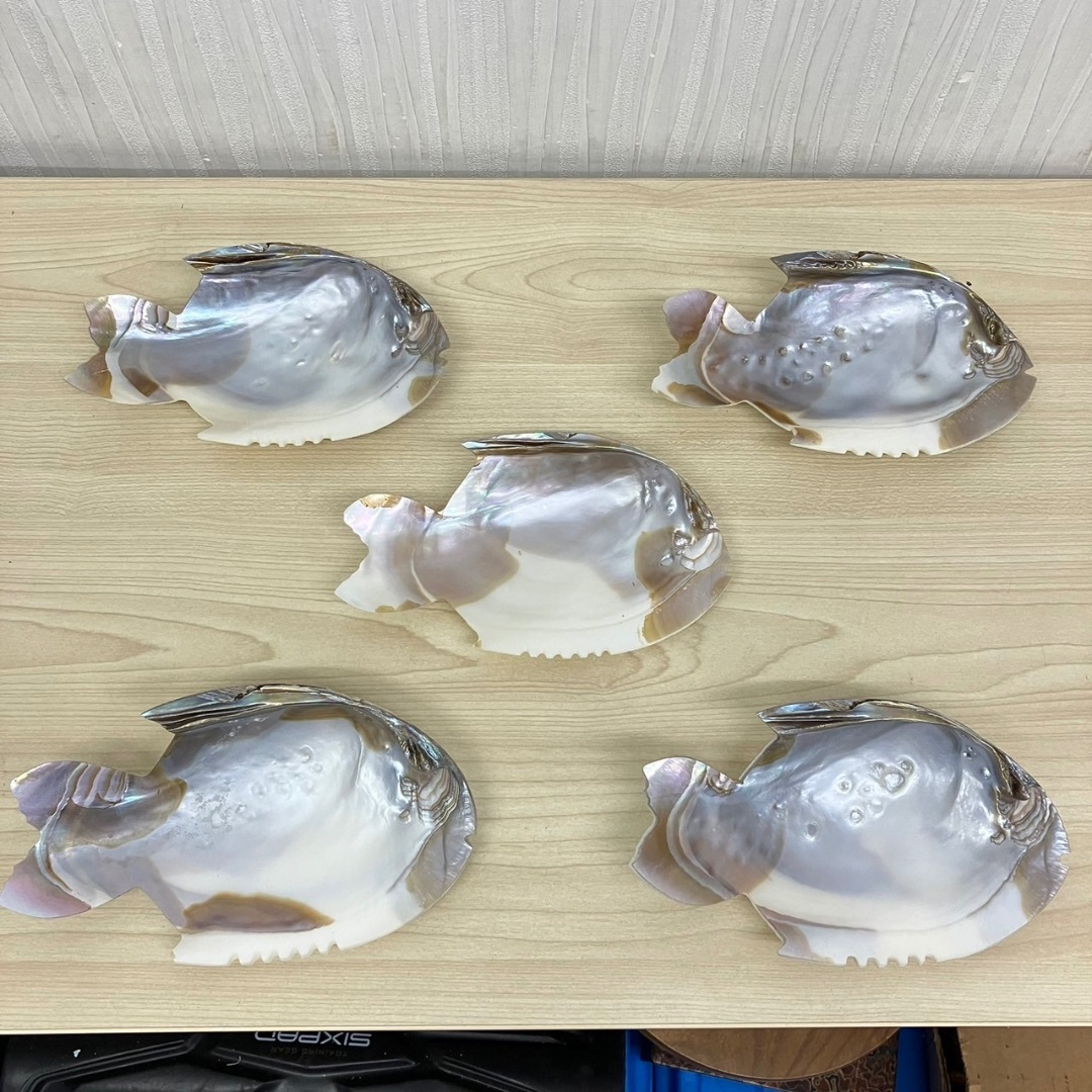 【K4647】訳あり未使用 貝製 魚モチーフ 皿 5枚セット シェルプレート