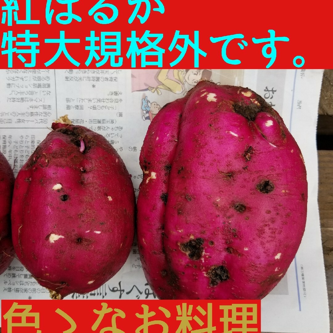15㌔R5年茨城県紅はるか超特大&手のひらサイズ甘熟サツマイモ 食品/飲料/酒の食品(野菜)の商品写真