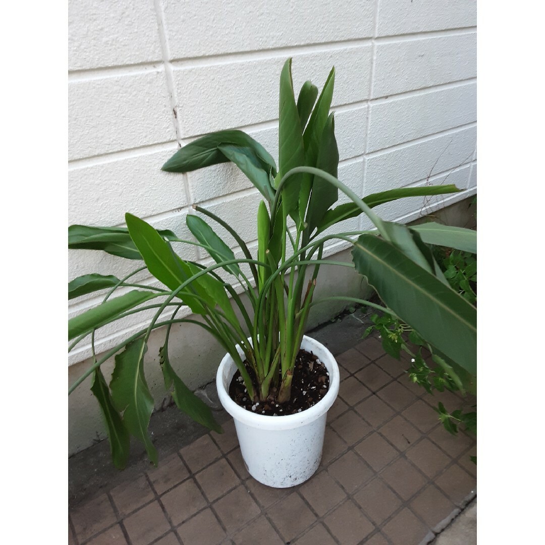 大きい株のストレチアレギネ、h110cm10号鉢の観葉植物です(D) - プランター