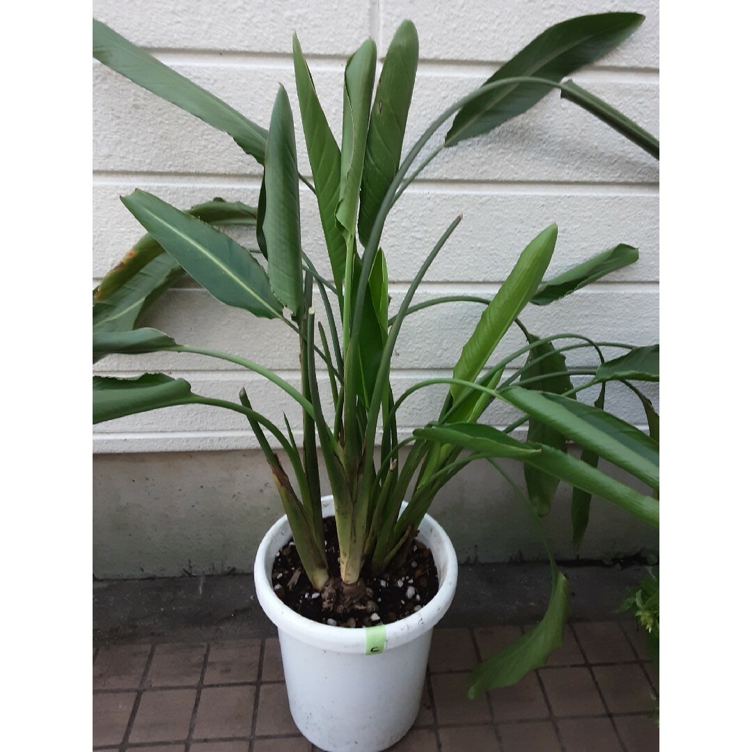 ストレチアのレギネ 大きいh110cmの10号鉢の観葉植物です(C) - プランター