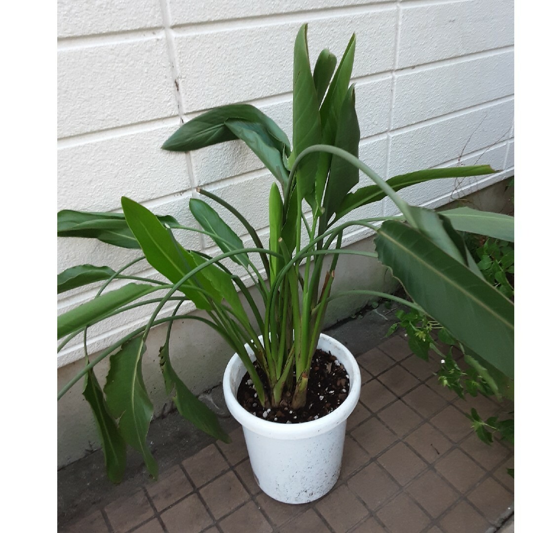 ストレチアのレギネ 大きいh110cmの10号鉢の観葉植物です(C) - プランター