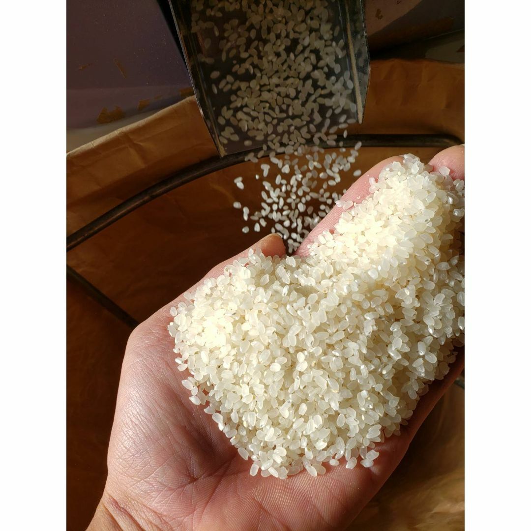 新米　令和5年度収穫！ミルキークイーン玄米30KG簡易包装版！白米も可です！