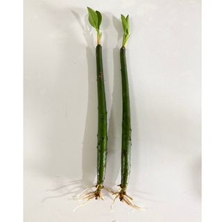 〈観葉植物〉沖縄からマングローブ(八重山ヒルギ)2本セット(送料込み)(その他)