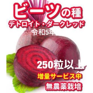 ビーツの種　デトロイトダークレッド【250粒以上】★令和5年産・無農薬栽培の種(野菜)