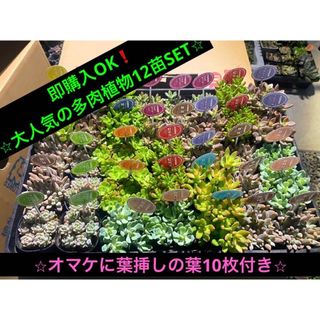 即購入OK❗️多肉植物12苗SET⭐︎ オマケに葉挿しの葉10枚付き⭐︎(その他)