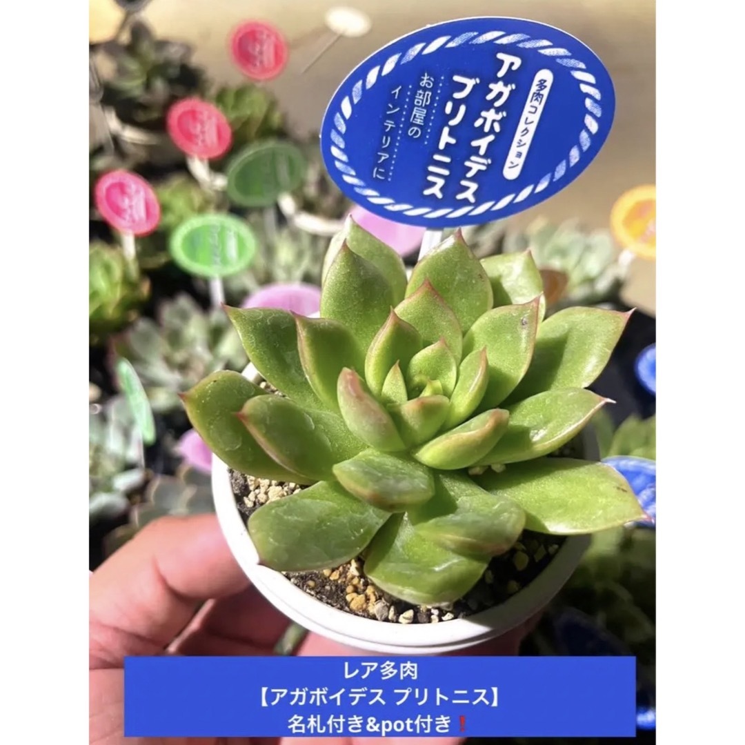 おまとめ多肉⑦種SET❗️potのまま\u0026名札付き❗️ - 植物/観葉植物