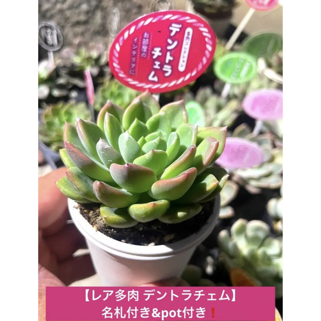 おまとめ多肉⑦種SET❗️potのまま&名札付き❗️