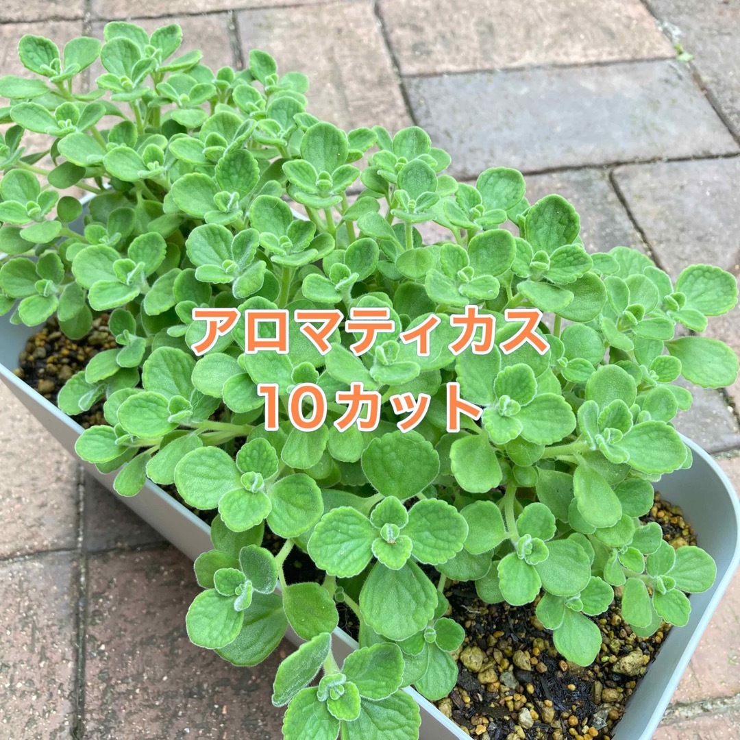 多肉植物   ＊アロマティカス＊   10カット ハンドメイドのフラワー/ガーデン(その他)の商品写真