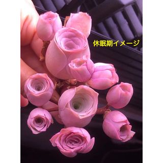 レア交配種　多肉植物　グリーノビア　姝玉ローズxピンクエルイエロ  1株(その他)