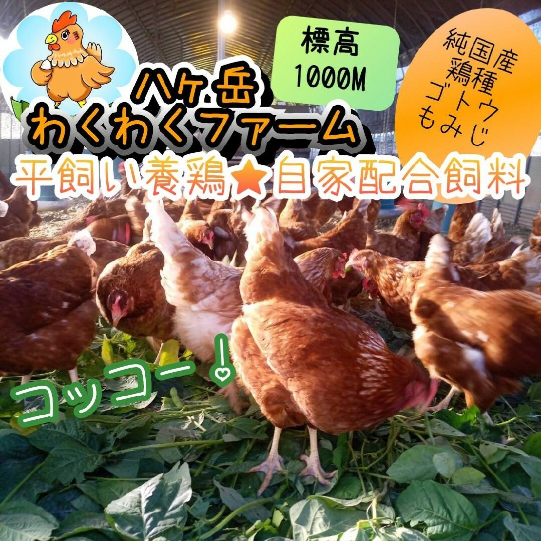 平飼い卵　10個入り5パック　国産もみじの卵　新鮮　産みたて 食品/飲料/酒の食品(野菜)の商品写真