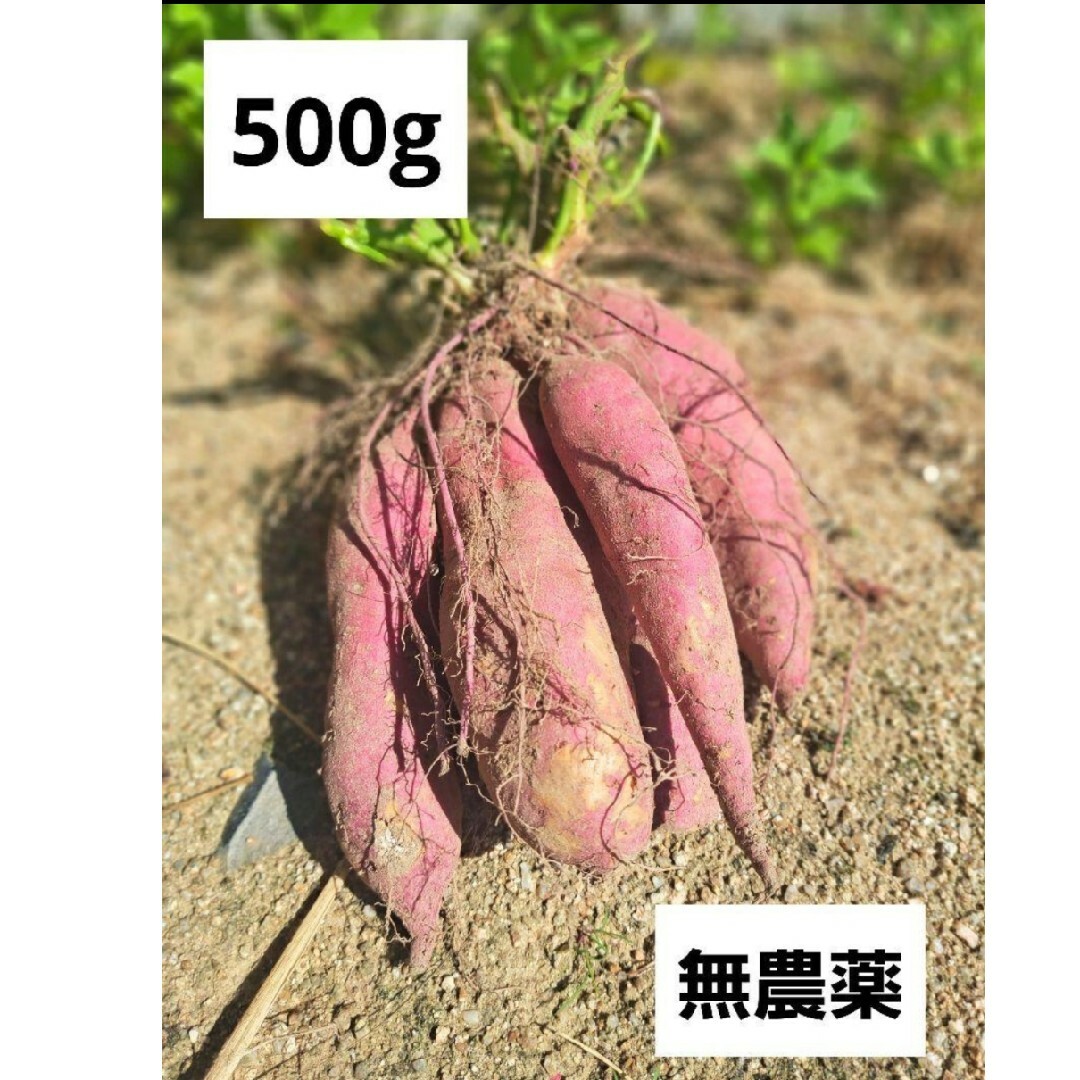 さつまいも 無農薬 食品/飲料/酒の食品(野菜)の商品写真