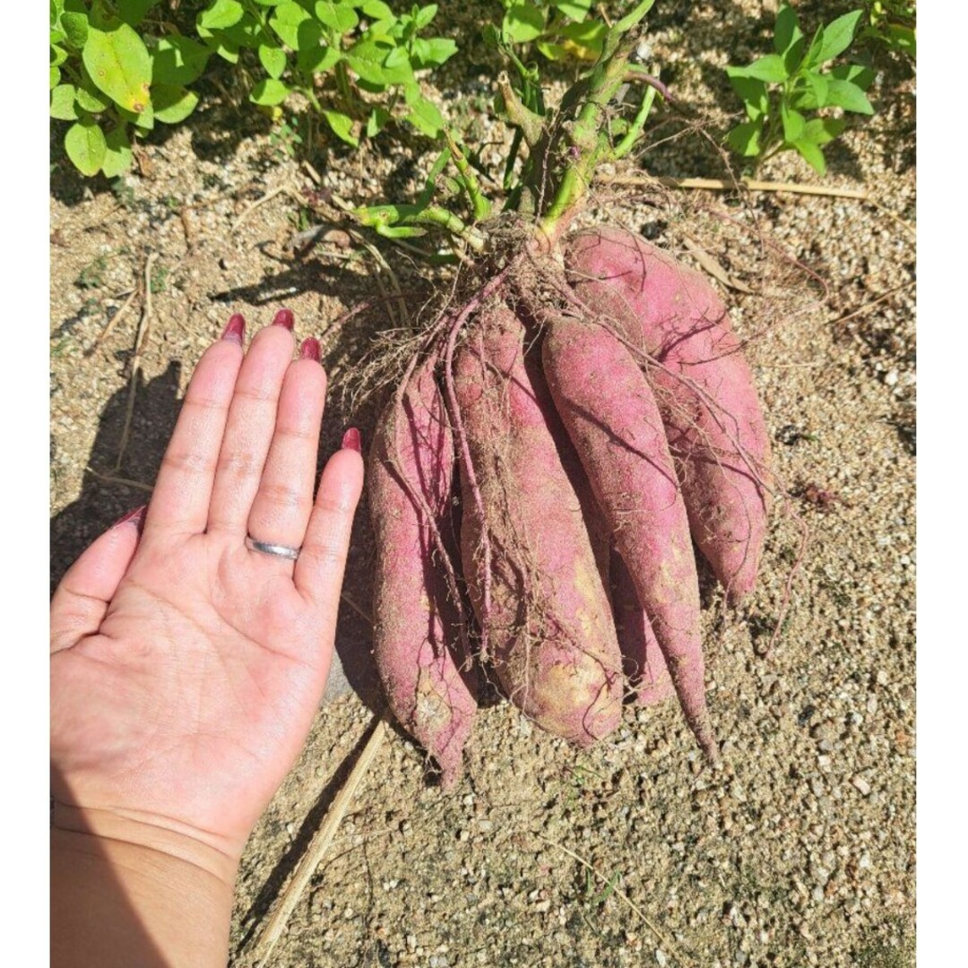 さつまいも 無農薬 食品/飲料/酒の食品(野菜)の商品写真