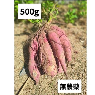 さつまいも 無農薬(野菜)