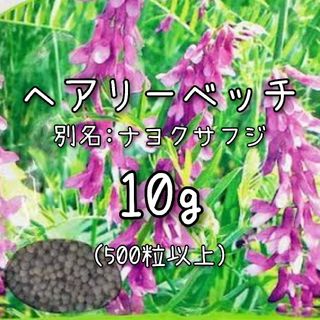 【ヘアリーベッチのタネ】10g 種子 種 緑肥 土壌改良(その他)