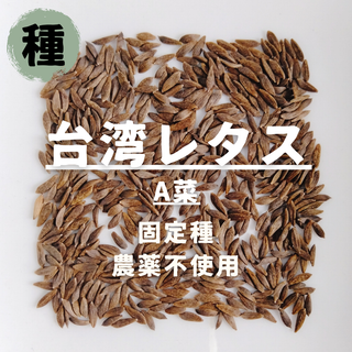 【レア】【種】台湾レタス　A菜　無農薬　30粒(野菜)