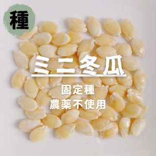 【種】ミニ冬瓜　とうがん　無農薬　30粒(野菜)