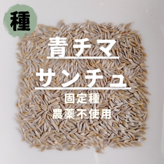 【種】青チマサンチュ　無農薬　50粒(野菜)