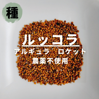 【種】ルッコラ　アルギュラロケット　無農薬　200粒(野菜)