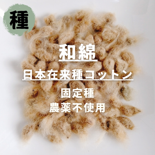 【種】和綿　コットン（茶）　無農薬　30粒(野菜)