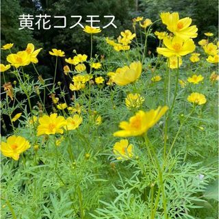 黄花　コスモス　9月採集300粒(その他)