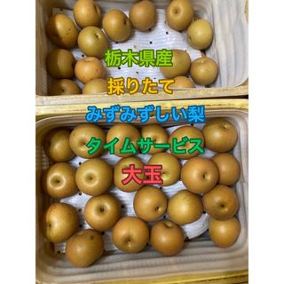 279.タイムサービス　栃木県産　採りたて梨　大玉〜箱込み5kg 家庭用(フルーツ)