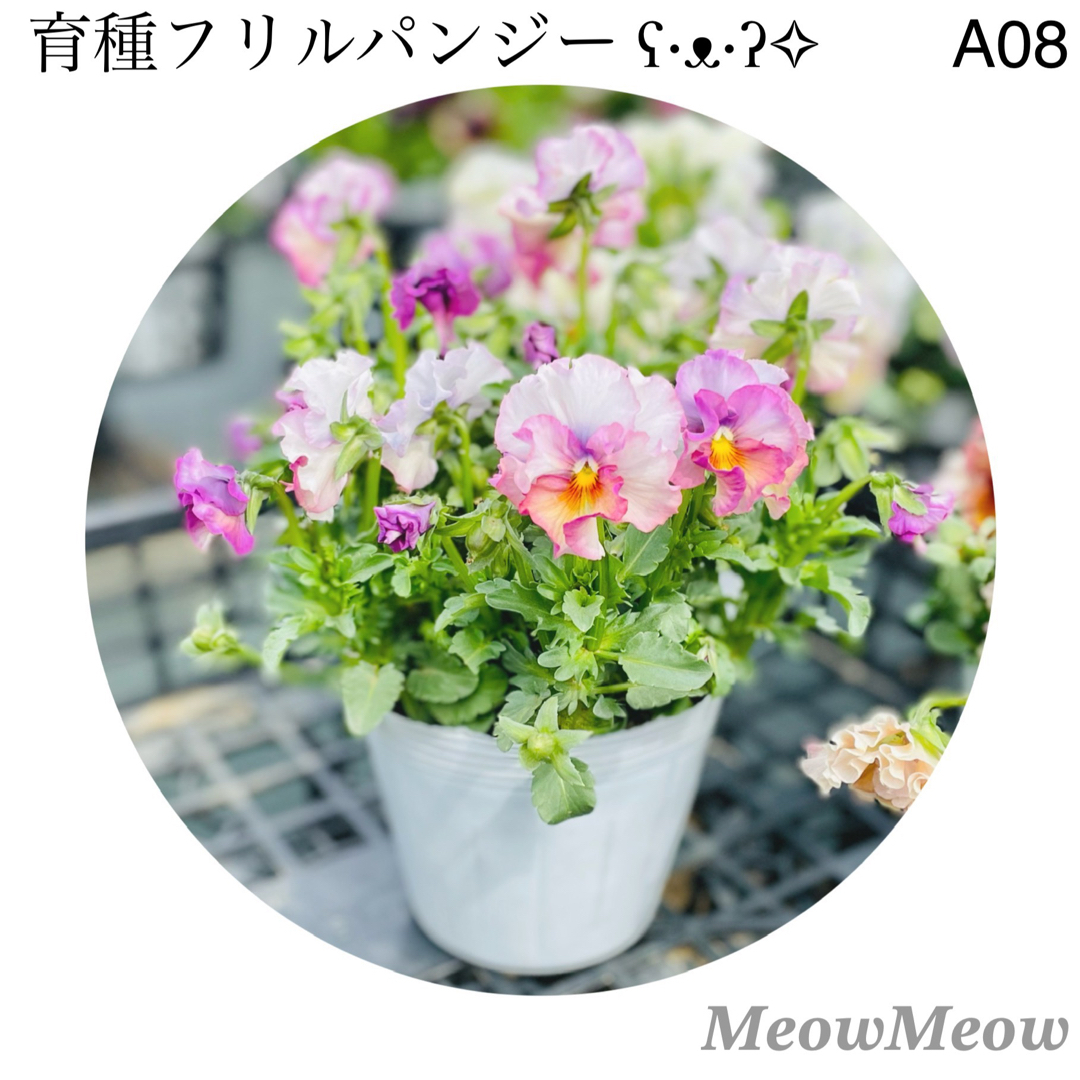 【A08】MeowMeow交配 フリルパンジーの種 30粒 ハンドメイドのフラワー/ガーデン(その他)の商品写真