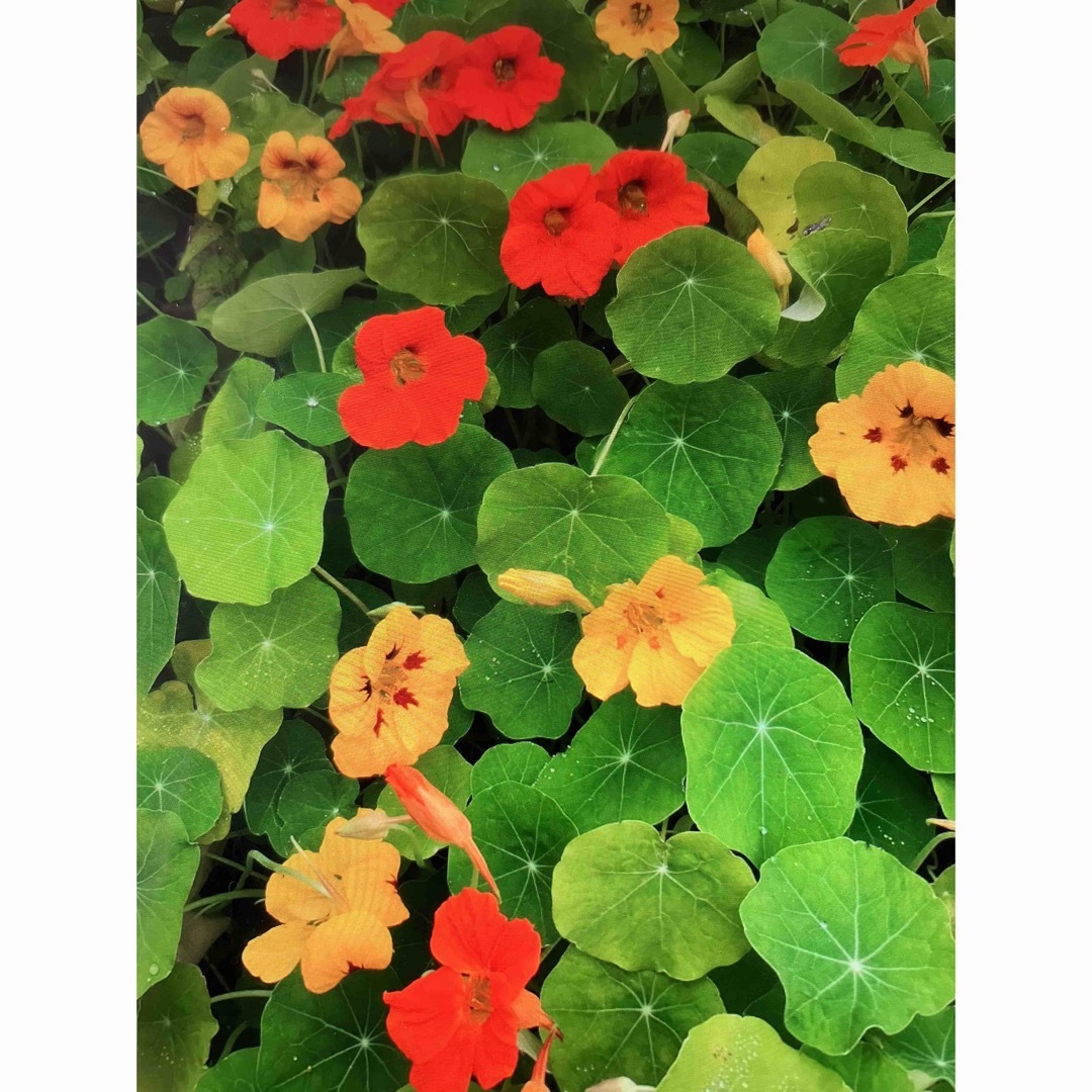 ナスタチウム金蓮花の種20粒❗️おまけ付き。 ハンドメイドのフラワー/ガーデン(プランター)の商品写真