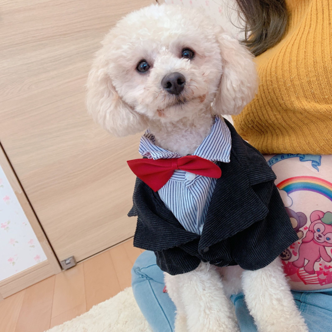 犬服　タキシード　S 蝶ネクタイ付き ハンドメイドのペット(ペット服/アクセサリー)の商品写真