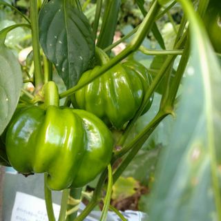 神楽南蛮　野菜詰め合わせ特別セット　農薬不使用(野菜)