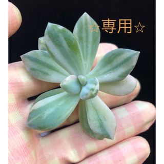 多肉植物　⭐︎専用⭐︎パキフィツム　紫麗殿錦　カット(その他)