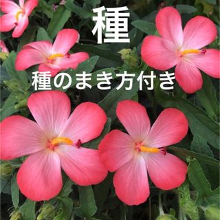 アベルモスクス   花の種30粒以上(その他)