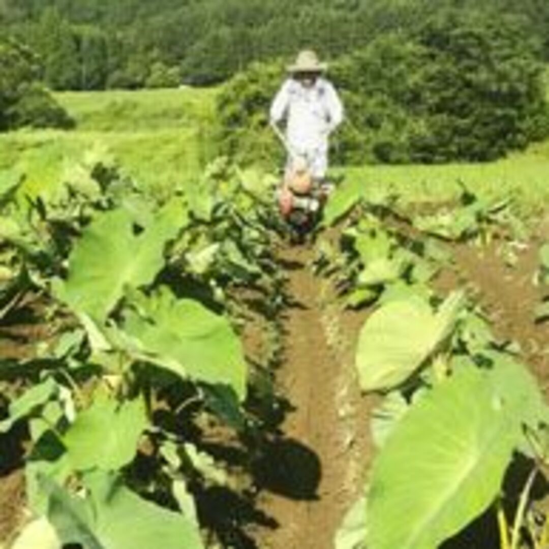 無肥料 無農薬 米(豊永)(5kg)☆自然と共生する自然栽培農法☆ヒノヒカリ☆彡自然栽培