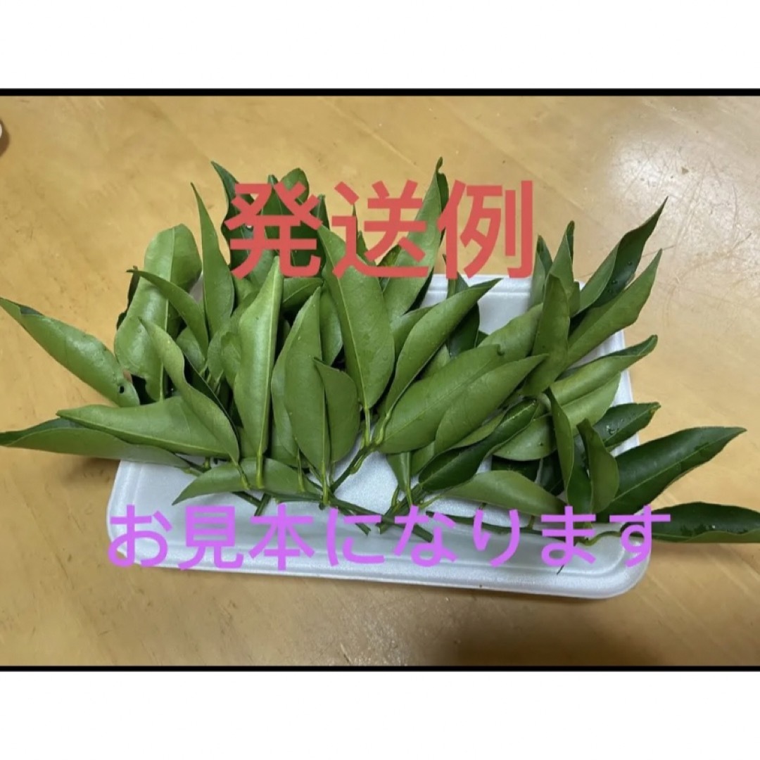 直輸入品激安 無農薬 柚子の葉 120枚 果物 直輸入品激安 無農薬 柚子の葉 120枚 果物