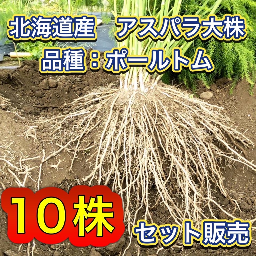 【翌年収穫可】10株セット特別価格　北海道産　アスパラガス　株　苗食品