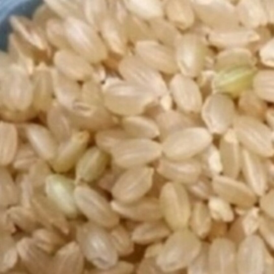 令和5年度　茨城県産ミルキークイーン玄米30kg.　米/穀物